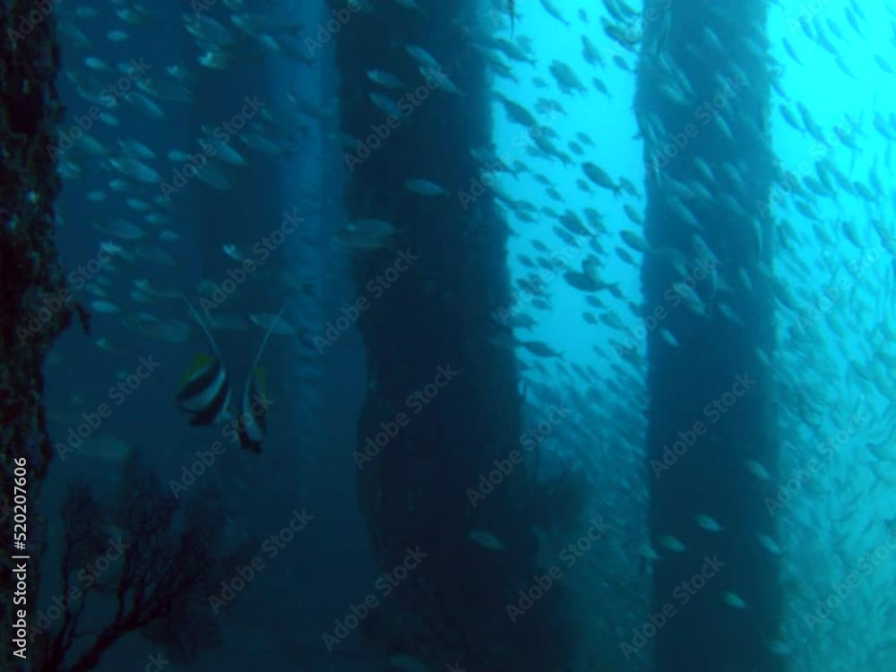 Posts of Candidasa jetty with school of fishes Posts of Candidasa jetty with school of fishes