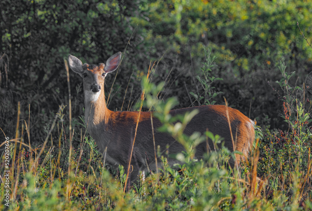 Ταπετσαρία Young male white tailed deer bucks - Odocoileus virginianus clavium - standing a