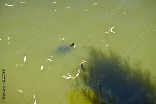 Slika na platnu A turtle swimming in murky green water under the sun's rays