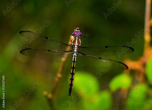 Adult female or immature great blue skimmer - Libellula vibrans - dragonfly