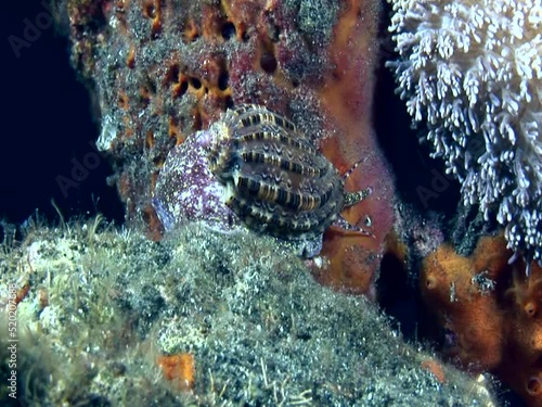 Harp shell (Harpa amouretta) photo