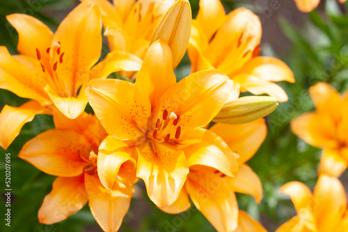 Background of orange lilies in the garden