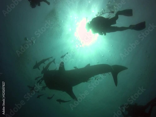 Whaleshark (Rhincodon typus) with divers photo