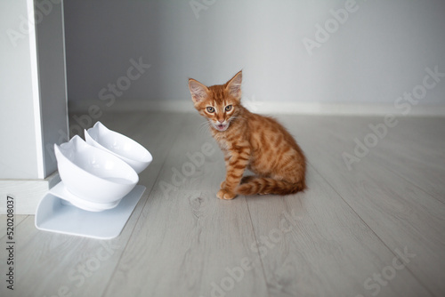 A little ginger kitten eats cat food froma a bowl at home photo