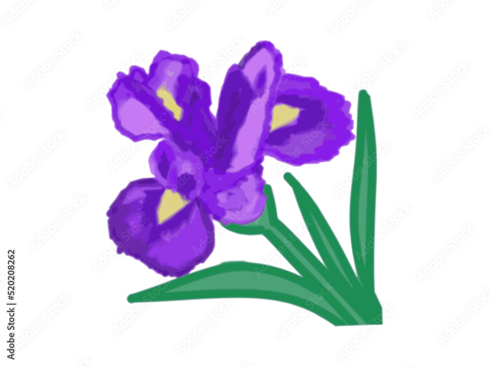 Iris, a plant with a purple bud, on a transparent background, a color drawing for print and postcard