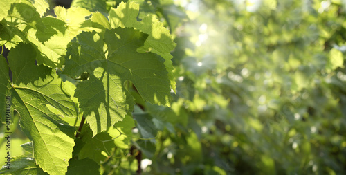 thickets of grape leaves in the rays sun close-up. in the shade of a vineyard