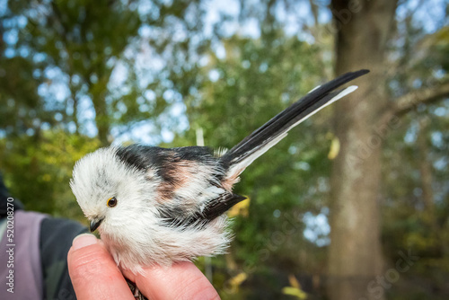 Russia Kaliningrad region Rybachy 10.19.2015. Bird. Long-tailed tit or long-tailed (Aegithalos caudatus). Small depth of field.