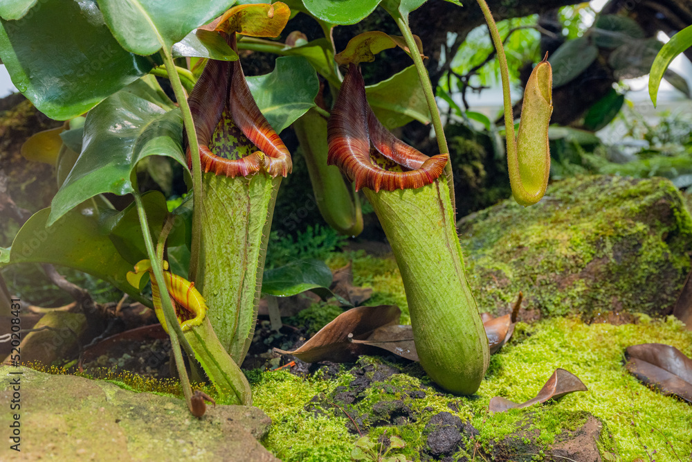 The Tropical Pitcher Plant Nepenthes Truncata, A Carnivorous Plant ...