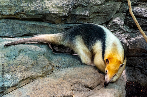Northern tamandua (Tamandua mexicana). It is distributed in Central America and northwestern South America photo