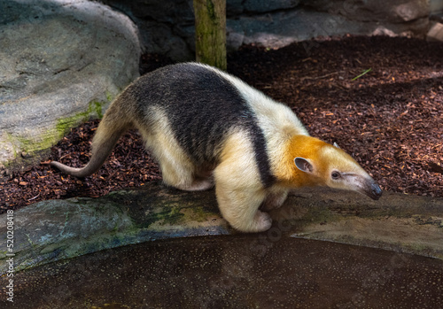Northern tamandua (Tamandua mexicana). It is distributed in Central America and northwestern South America photo