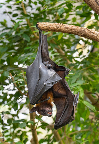 Isolated black flying-foxes (Pteropus alecto) hanging in a tree.