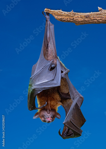 Isolated black flying-foxes (Pteropus alecto) hanging in a tree. photo
