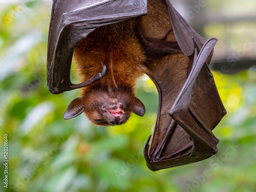 Black flying-foxes (Pteropus alecto) hanging in a tree.