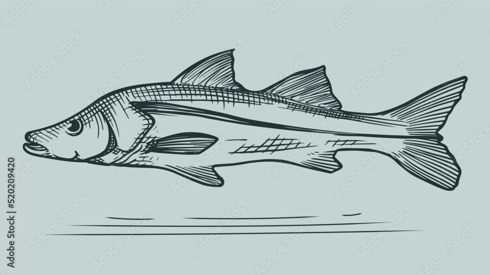 hand drawn sketch snook fish illustration. vector, isolated, clip