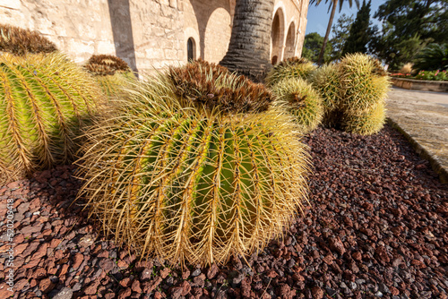 Palma de Mallorca, Spain. Cacti or cactuses in the outer courtyard of the Palau Reial de l'Almudaina (Royal Palace of La Almudaina) photo