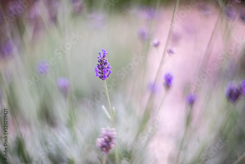 Echter Lavendel, Lavandula angustifolia, Lavendelfelder, Frankreich, Provence 