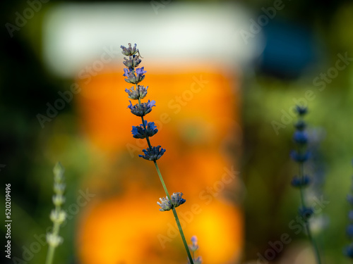 Echter Lavendel, Lavandula angustifolia, Lavendelfelder, Frankreich, Provence 