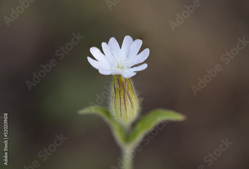 Fiore bianco di Silene latifolia, Silene bianca, in mezzo al verde della vegetazione tipica e spontanea in biotopo naturale.