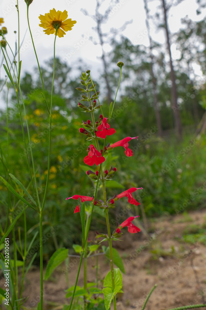 Salvia coccinea - scarlet salvia, blood sage, scarlet sage, Texas sage, or tropical sage is a perennial native to Florida Salvia coccinea - scarlet salvia, blood sage, scarlet sage, Texas sage, or tropical sage is a perennial native to Florida