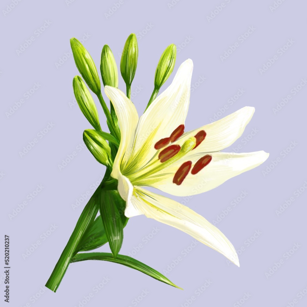 blooming white lily flower illustration