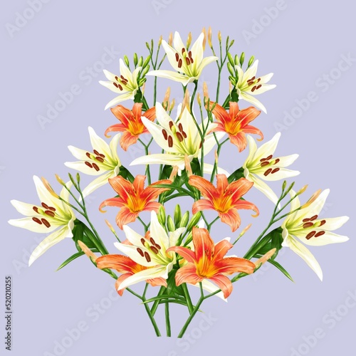 bouquet of white and orange lily flowers  daylily illustration