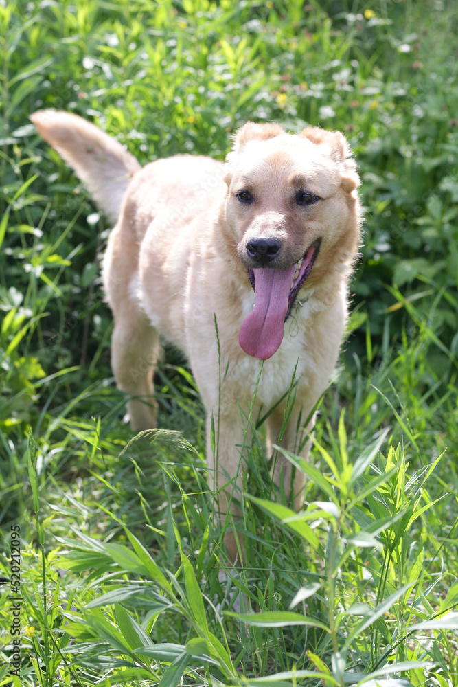 fawn shepherd dog full body photo on green grass background fawn shepherd dog full body photo on green grass background