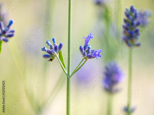 Echter Lavendel, Lavandula angustifolia, Lavendelfelder, Frankreich, Provence 