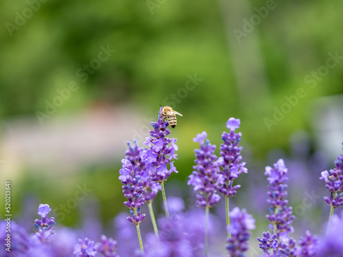 Echter Lavendel, Lavandula angustifolia, Lavendelfelder, Frankreich, Provence 