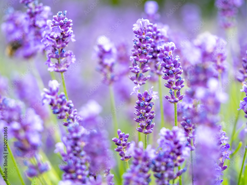 Echter Lavendel, Lavandula angustifolia, Lavendelfelder, Frankreich, Provence Echter Lavendel, Lavandula angustifolia, Lavendelfelder, Frankreich, Provence