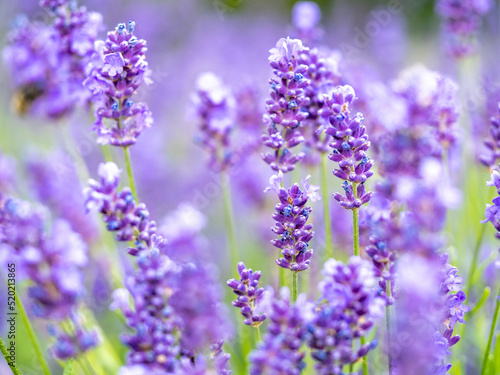Echter Lavendel  Lavandula angustifolia  Lavendelfelder  Frankreich  Provence 