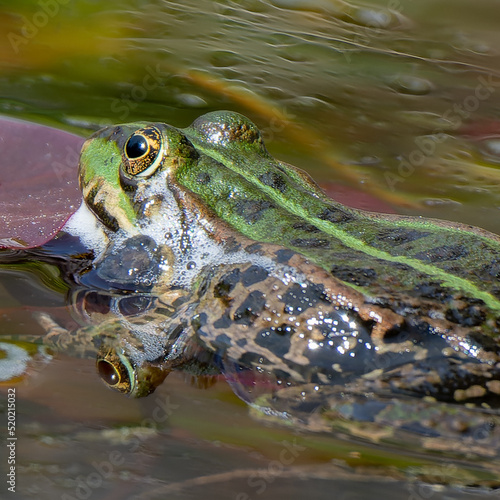green frog - pelophylax lessonae