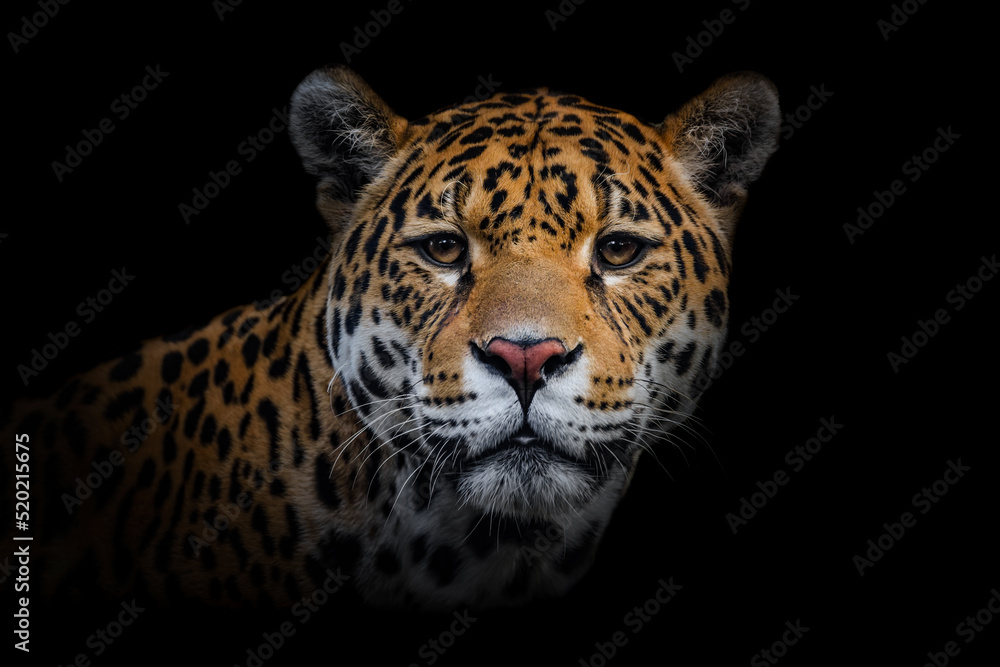 Jaguar (Panthera onca), with a beautiful dark background. Colourful endangered animal with yellow and orange hair sitting on the ground in the forest. Wildlife scene from nature, Brazil Jaguar (Panthera onca), with a beautiful dark background. Colourful endangered animal with yellow and orange hair sitting on the ground in the forest. Wildlife scene from nature, Brazil