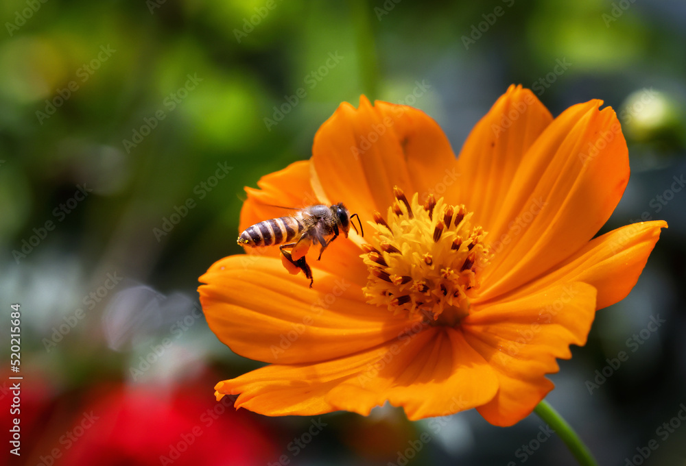 Flying honey bee collecting pollen from flower. This photo was taken from Bangladesh. Flying honey bee collecting pollen from flower. This photo was taken from Bangladesh.