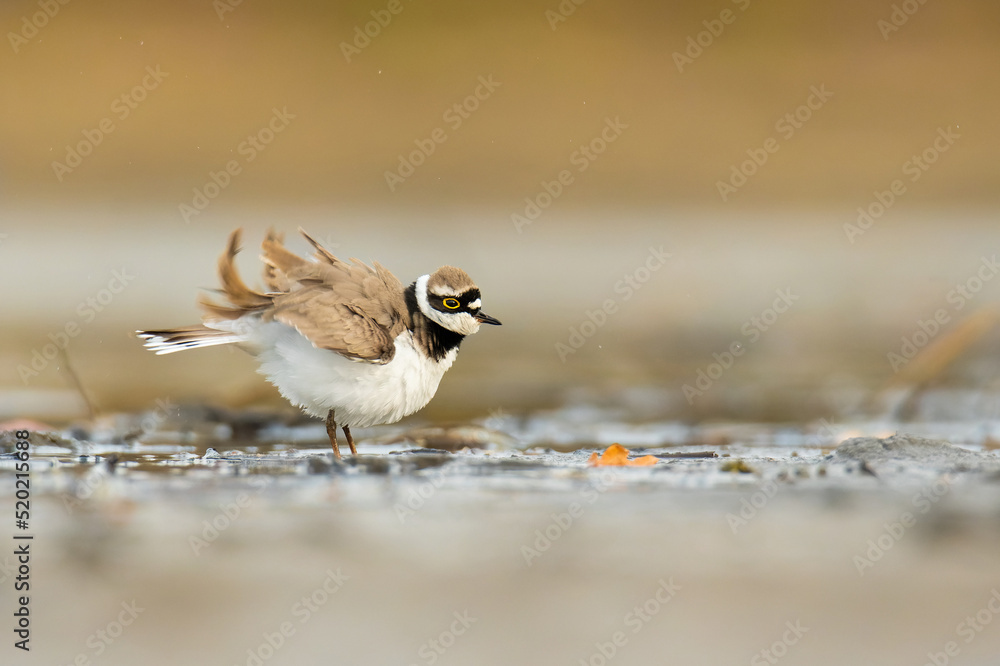 Little ringed plover (Charadrius dubius), with beautiful orange coloured background. Colorful shore bird with brown feather in the lake. Wildlife scene from nature, Czech Republic Little ringed plover (Charadrius dubius), with beautiful orange coloured background. Colorful shore bird with brown feather in the lake. Wildlife scene from nature, Czech Republic