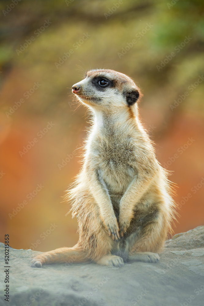 Meerkat or suricate (Suricata suricatta), with a beautiful dark background. Colourful animal with yellow hair sitting on the ground in the savannah. Wildlife scene from nature, Serengeti, Tanzania Meerkat or suricate (Suricata suricatta), with a beautiful dark background. Colourful animal with yellow hair sitting on the ground in the savannah. Wildlife scene from nature, Serengeti, Tanzania