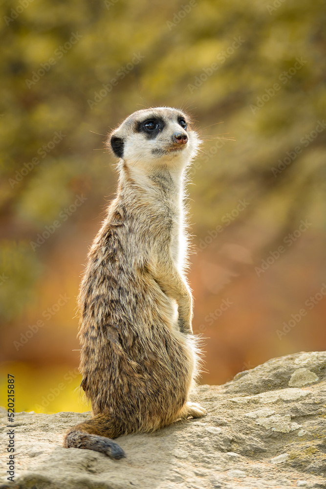 Meerkat or suricate (Suricata suricatta), with a beautiful dark background. Colourful animal with yellow hair sitting on the ground in the savannah. Wildlife scene from nature, Serengeti, Tanzania Meerkat or suricate (Suricata suricatta), with a beautiful dark background. Colourful animal with yellow hair sitting on the ground in the savannah. Wildlife scene from nature, Serengeti, Tanzania