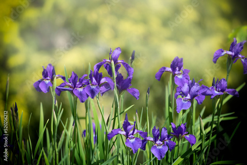 Iris blooming in a field in midsummer.
