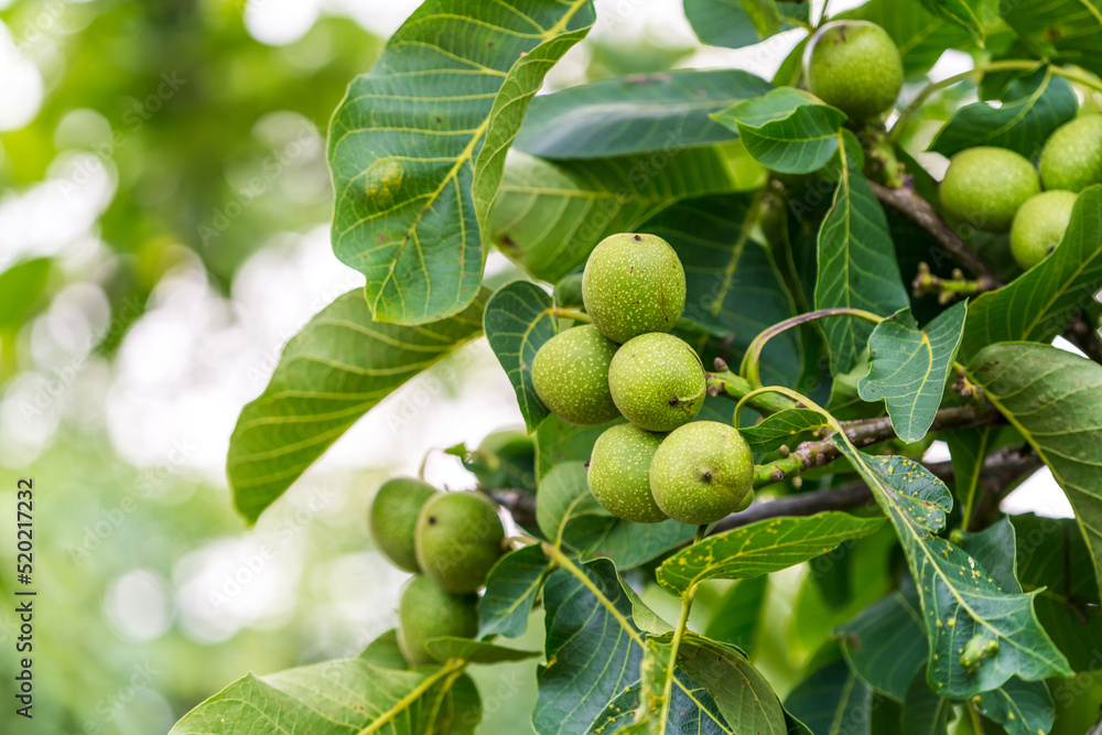 Tropical countryside fresh plants. Green farming fruits on a tree.