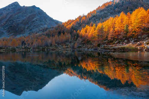 Fototapeta Naklejka Na Ścianę i Meble -  Amazing reflections of red leaves trees over Lake Arpy in the Alps of Aosta Valley Italy