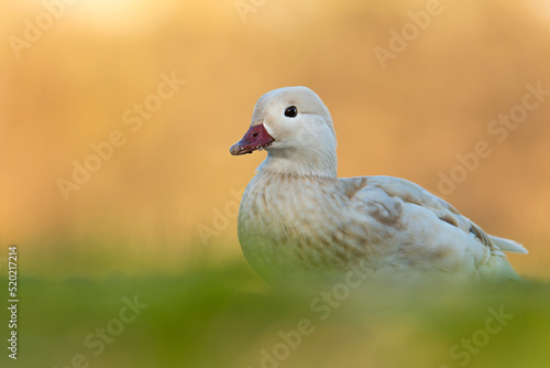 Mandarin duck (Aix galericulata) white morph, with a beautiful yellow coloured water surface. Beautiful white duck from the river in the morning mist. Wildlife scene from nature, Czech Republic © Simon Vasut
