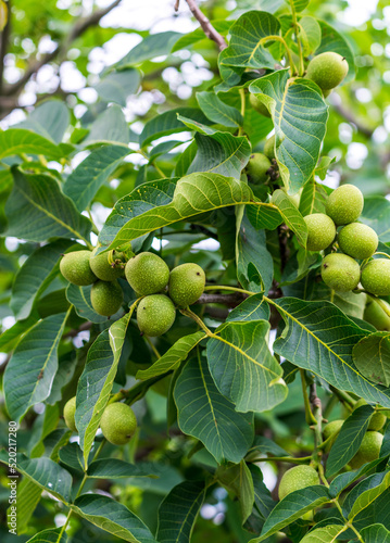 Green farming fruits on a tree. Tropical countryside fresh plants.