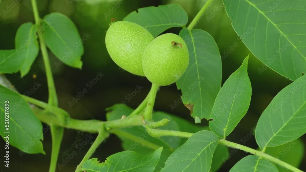 Close up shot of green walnut moving in the wind. Close up shot of green walnut moving in the wind.