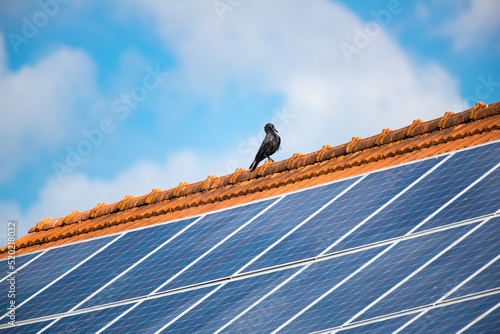 Crow standing on a roof above solar panels photo