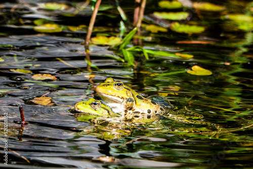 green frog - pelophylax lessonae - mating photo