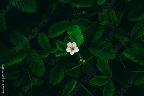 white flower on green background