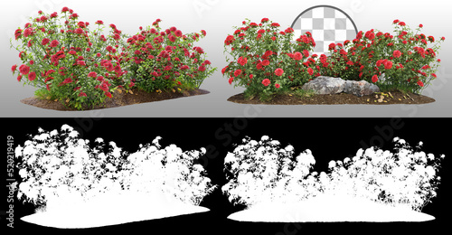 Slika na platnu Cutout flowering bush isolated on transparent background via an alpha channel