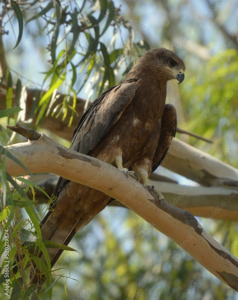 red tailed hawk on the tree red tailed hawk on the tree