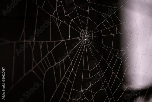 close up spider web with dew an dark background