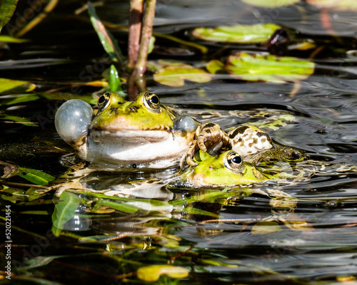 green frog - pelophylax lessonae - mating
