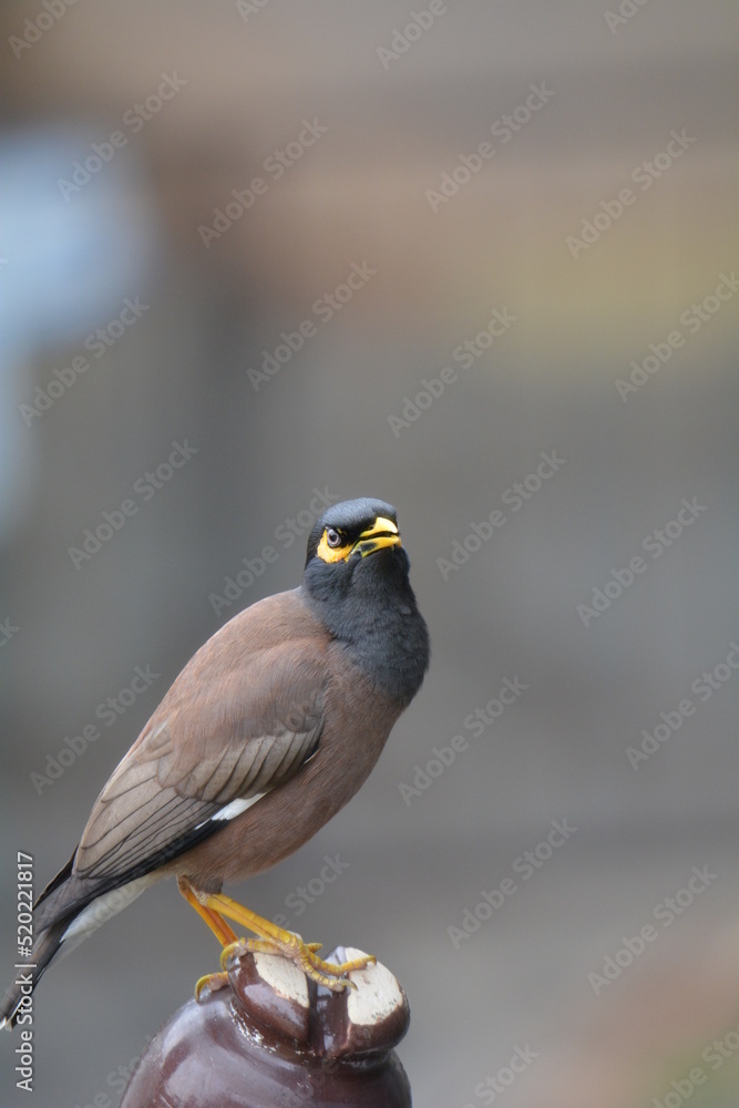 Fototapeta premium Common myna standing on the poll